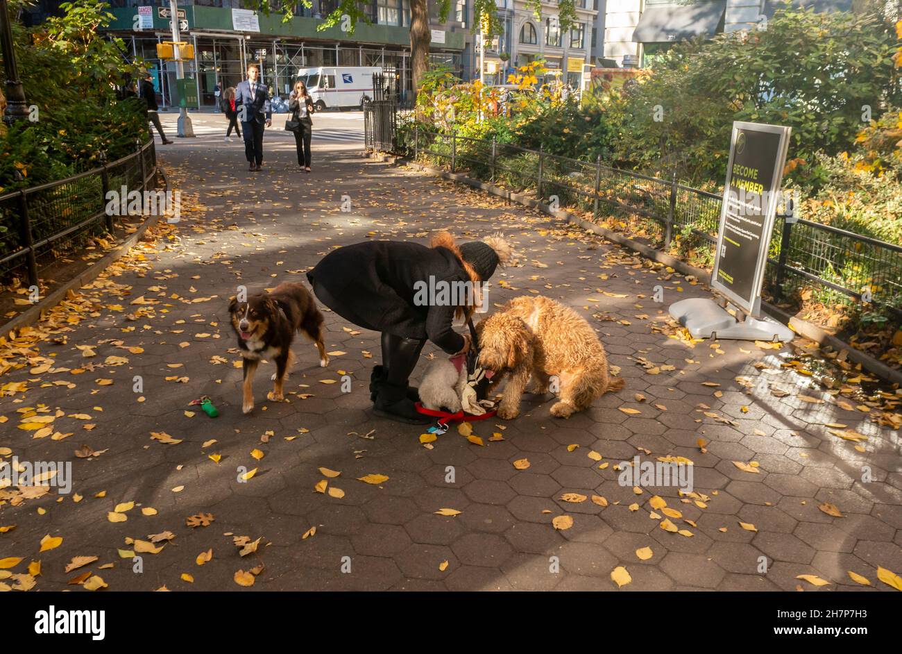 Hundespaziererin mit ihren Anschuldigungen im Madison Square Park in New York am Freitag, den 19 2021. November. (© Richard B. Levine) Stockfoto