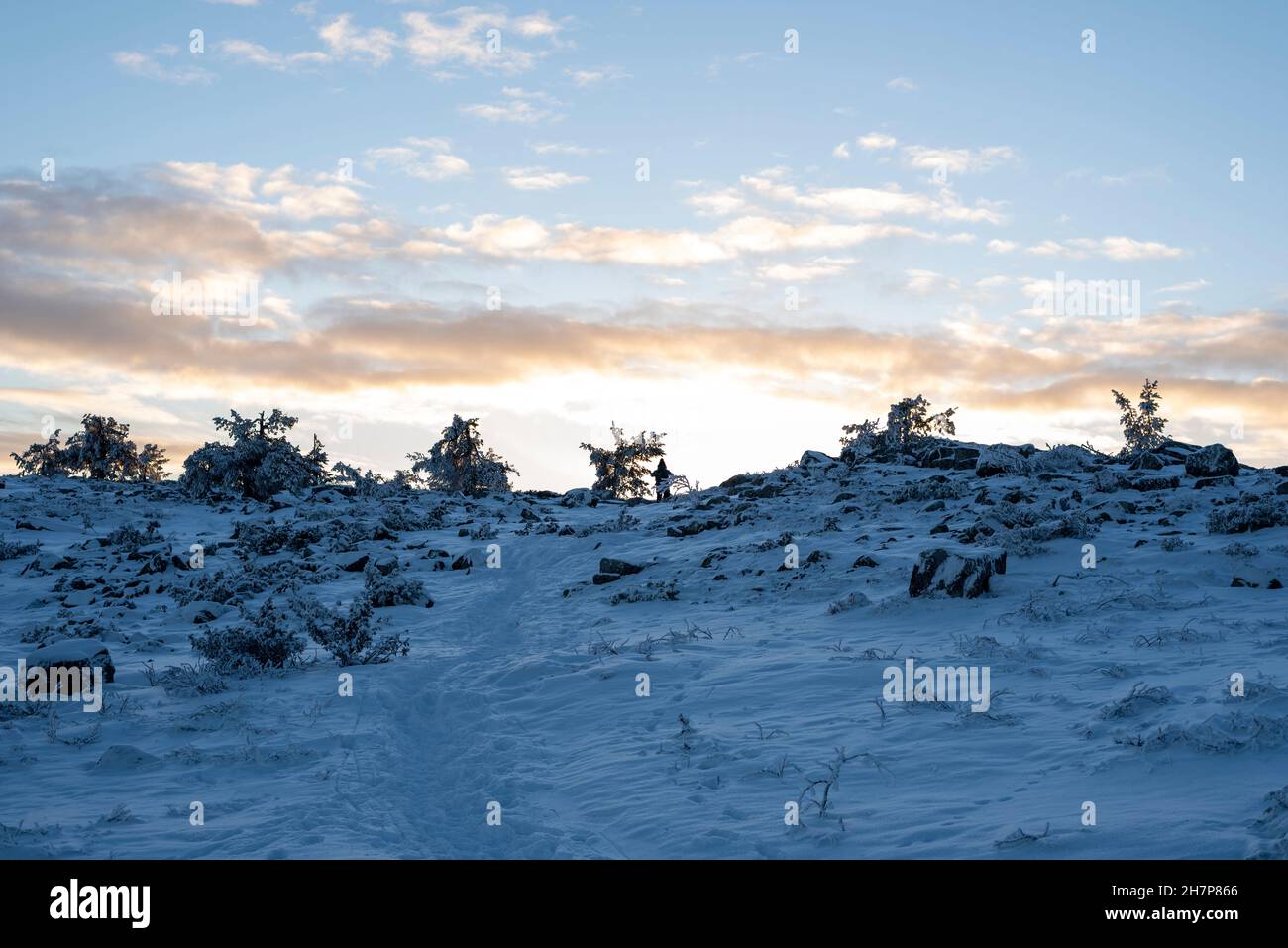 Schneebedeckter Wald, Baumgrenze, Särkitunturi, Lappland, Finnland Stockfoto