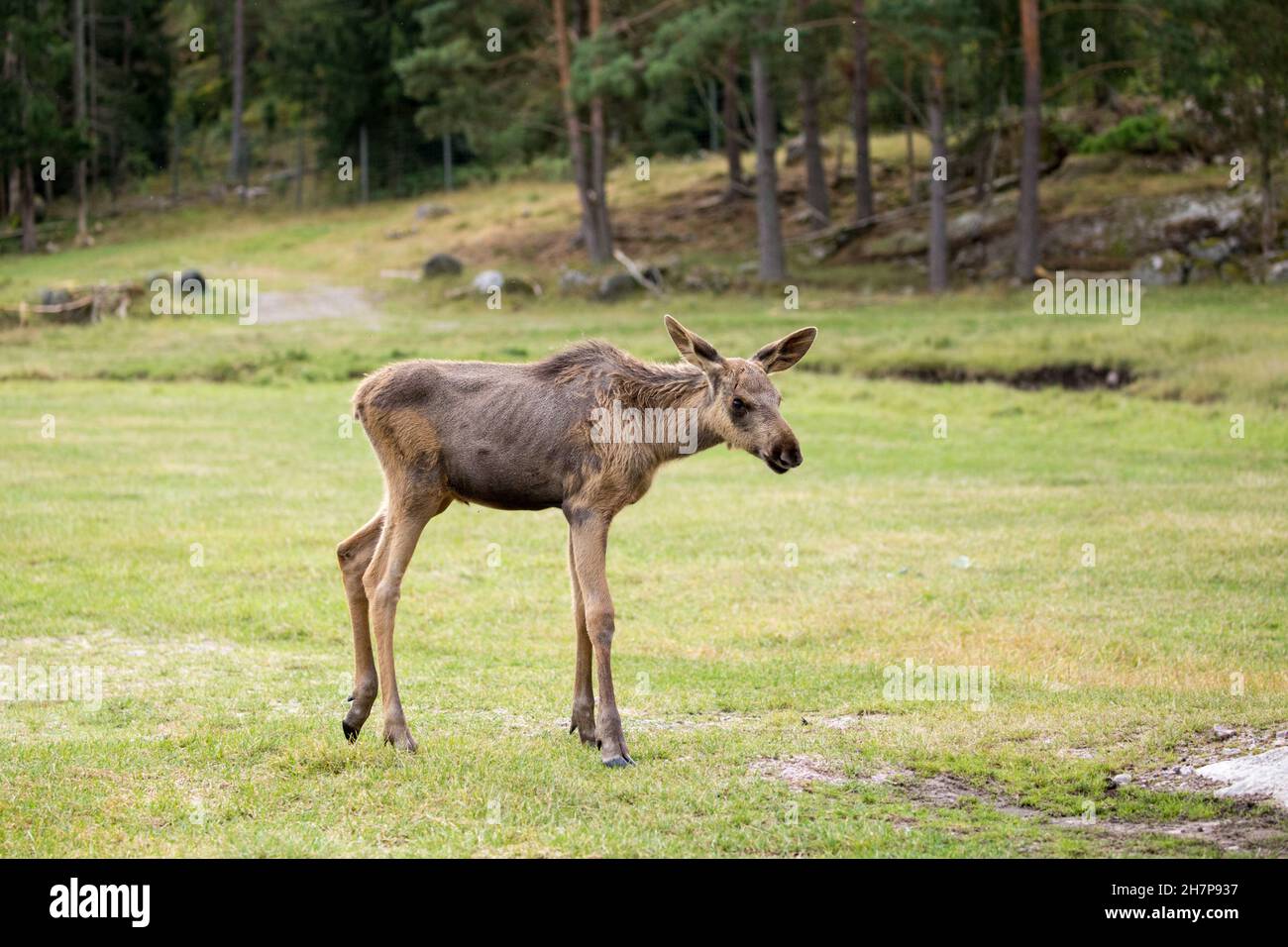 Ein skandinavischer junger Elch im Wald Stockfoto