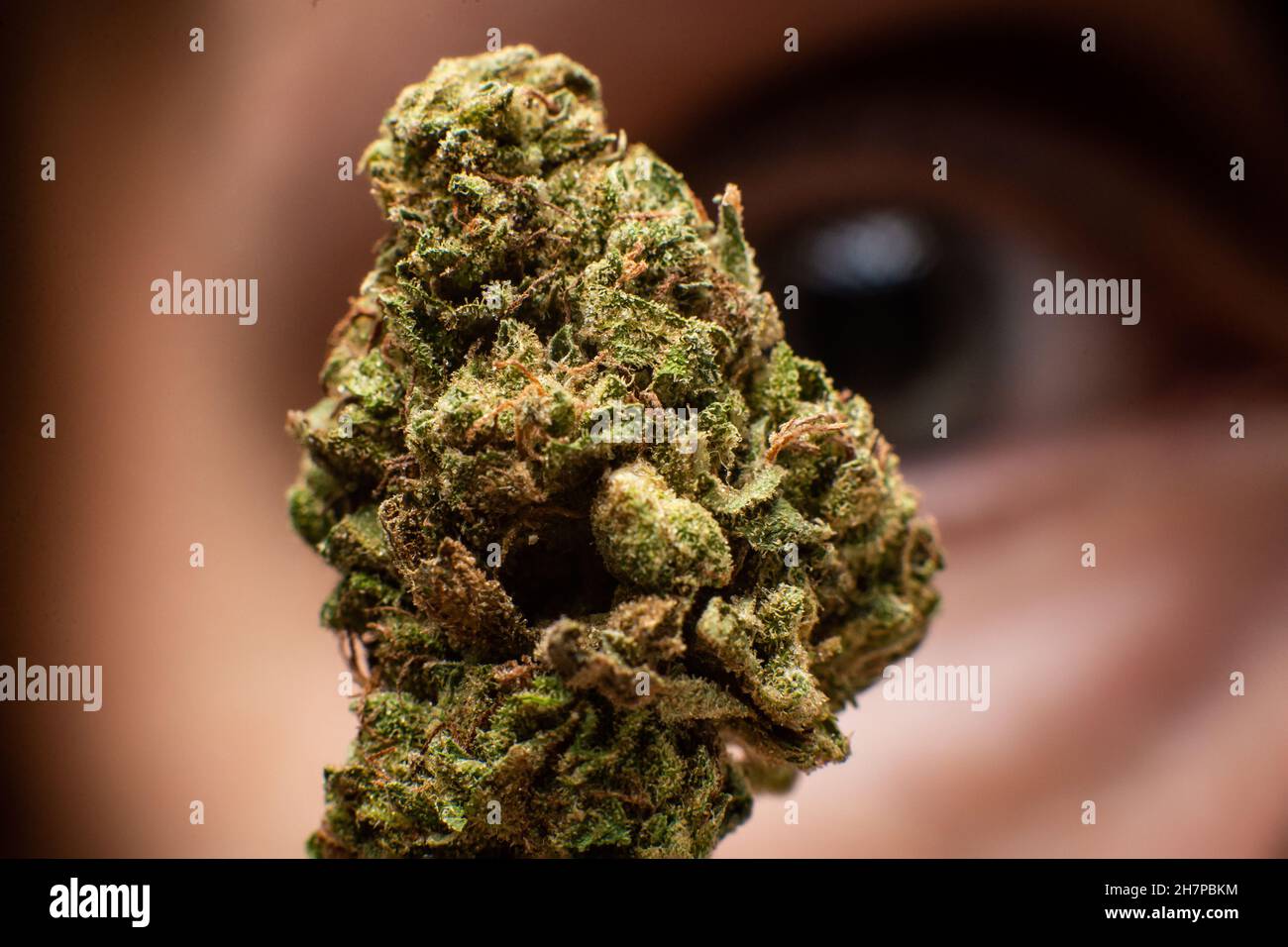 Marihuana und Vision Konzept. Cannabisblütenknospe auf dem Hintergrund eines menschlichen weiblichen Auges, das nicht im Fokus steht. Stockfoto