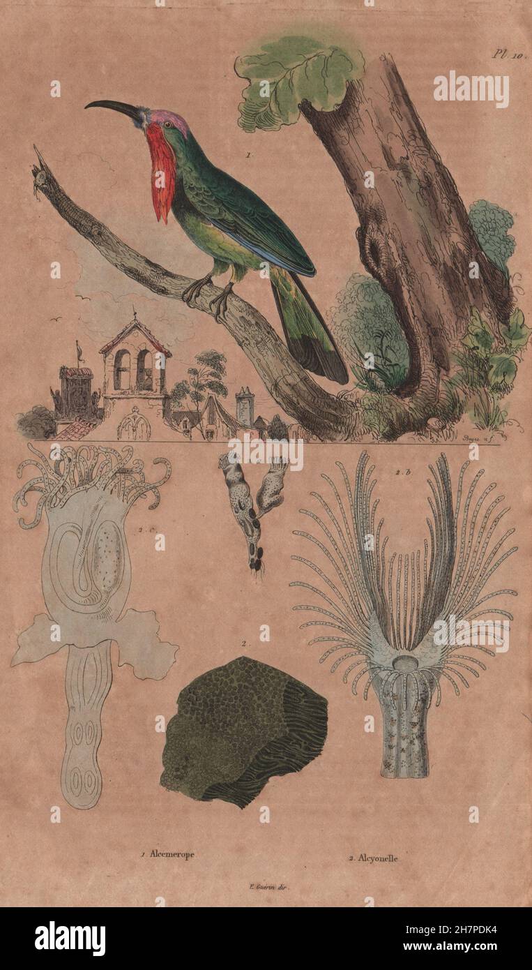 Alcemerope (rotbärtige Bienenfresser). Alcyonella, antiken print 1833 Stockfoto
