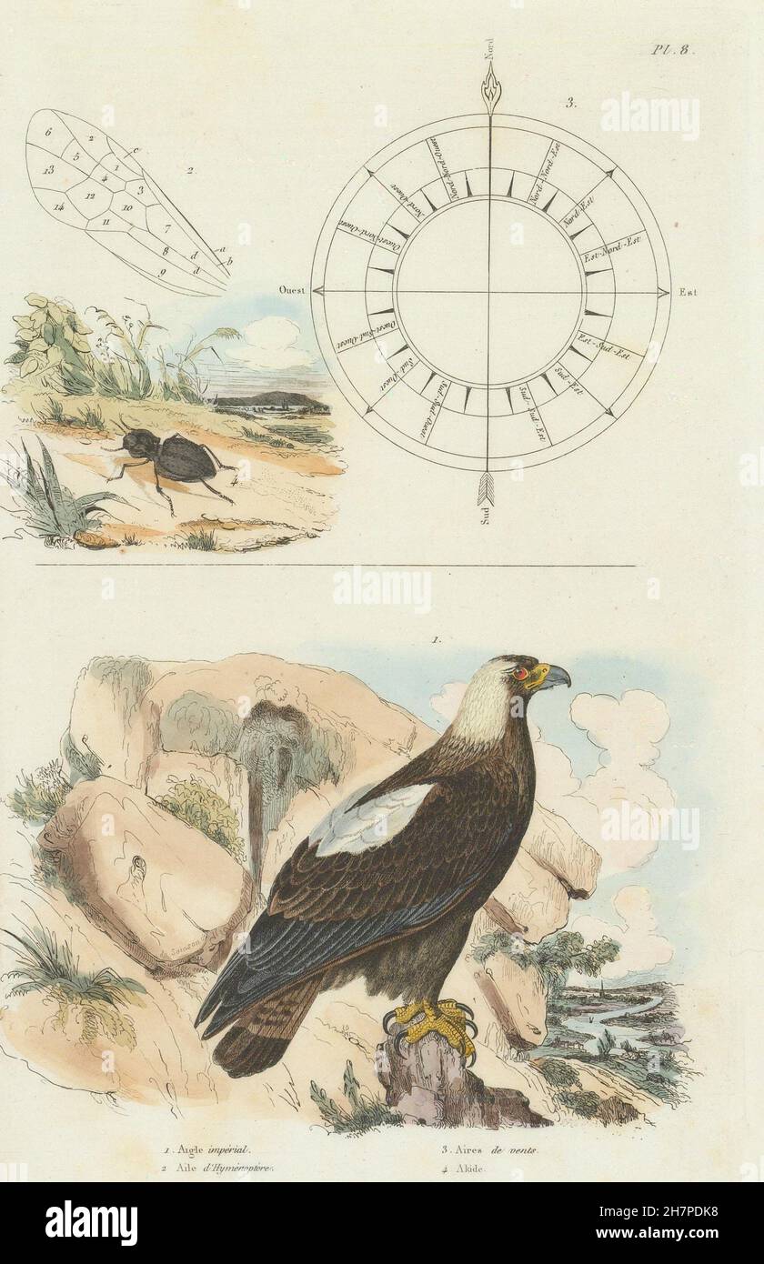 Kaiseradler. Wind Richtung Kompass. Abacetus Lucifugus drucken 1833 Stockfoto