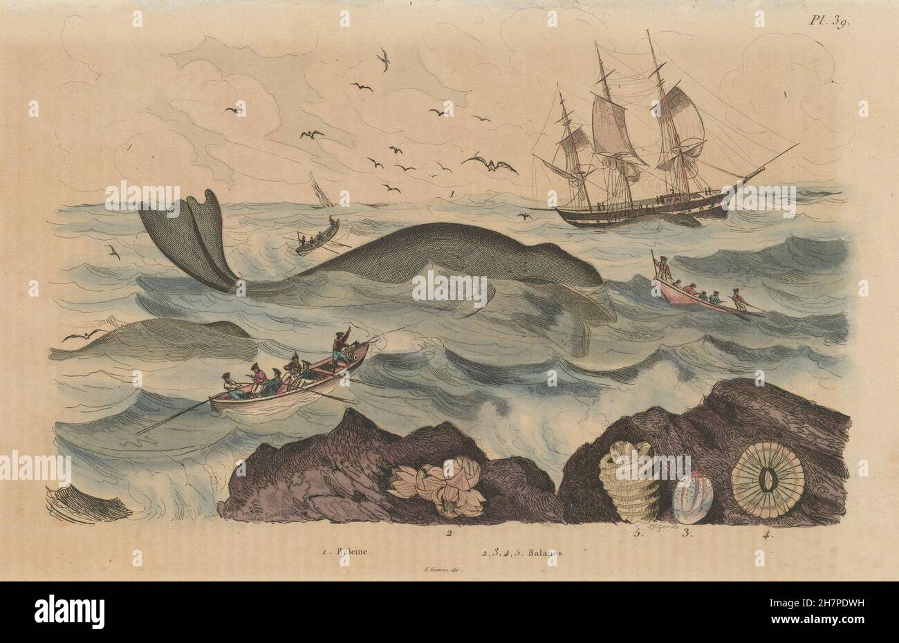 WALFANG: Baleine (Wal). Balanes (Balanus/Entenmuscheln), antique print 1833 Stockfoto