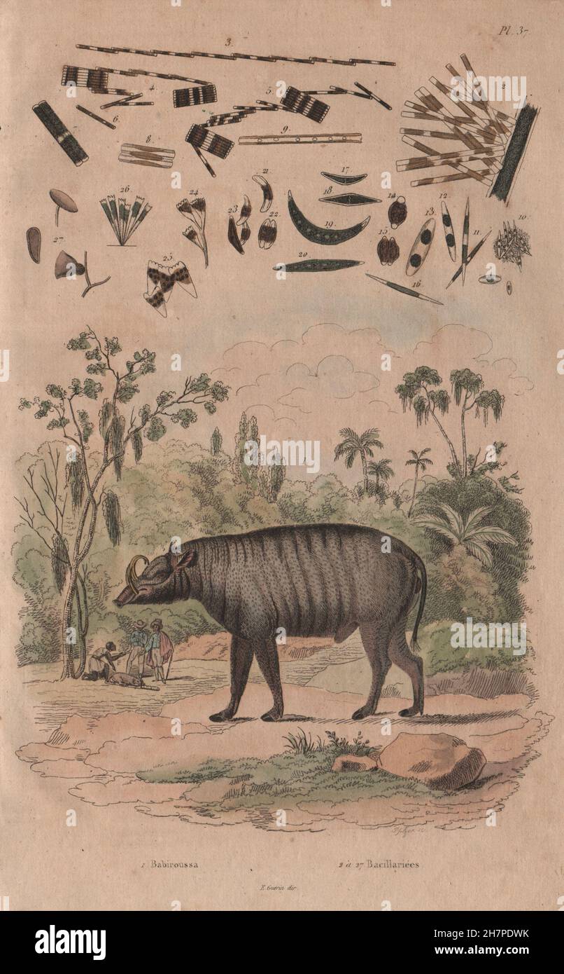 Babiroussa (Hirscheber). Algen. Diatomeen. Desmidiales, antique print 1833 Stockfoto