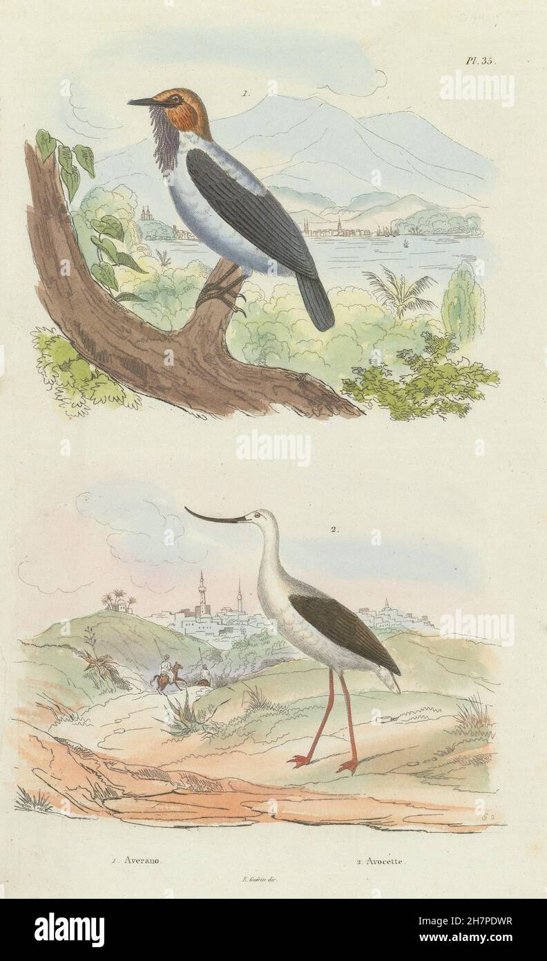 Vögel: Averano (bärtige Bellbird). Avocette (Säbelschnäbler), antique print 1833 Stockfoto