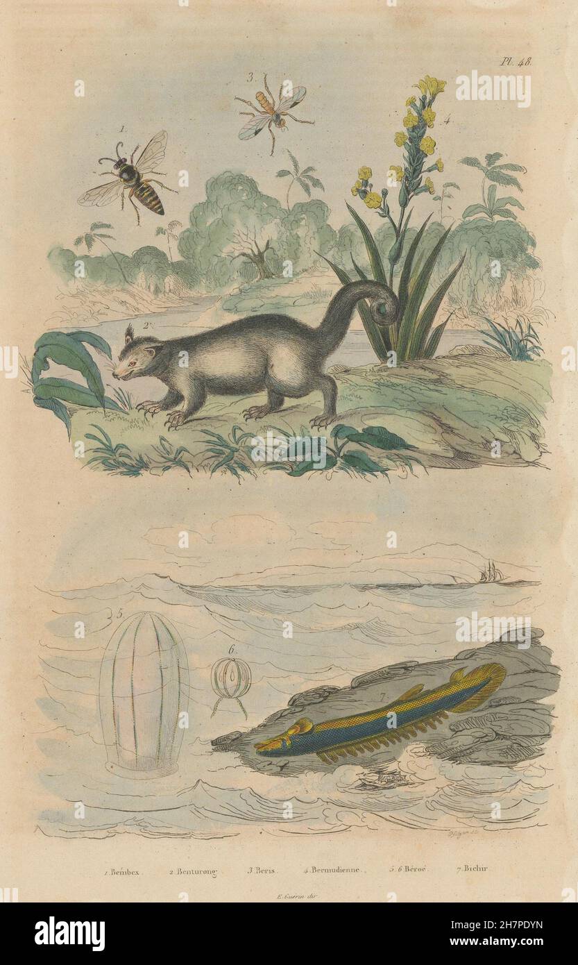Sand Wespe. Binturong. Soldierfly. Kräftigen blau – Eyed Grass. Beroid. Bichir, 1833 Stockfoto