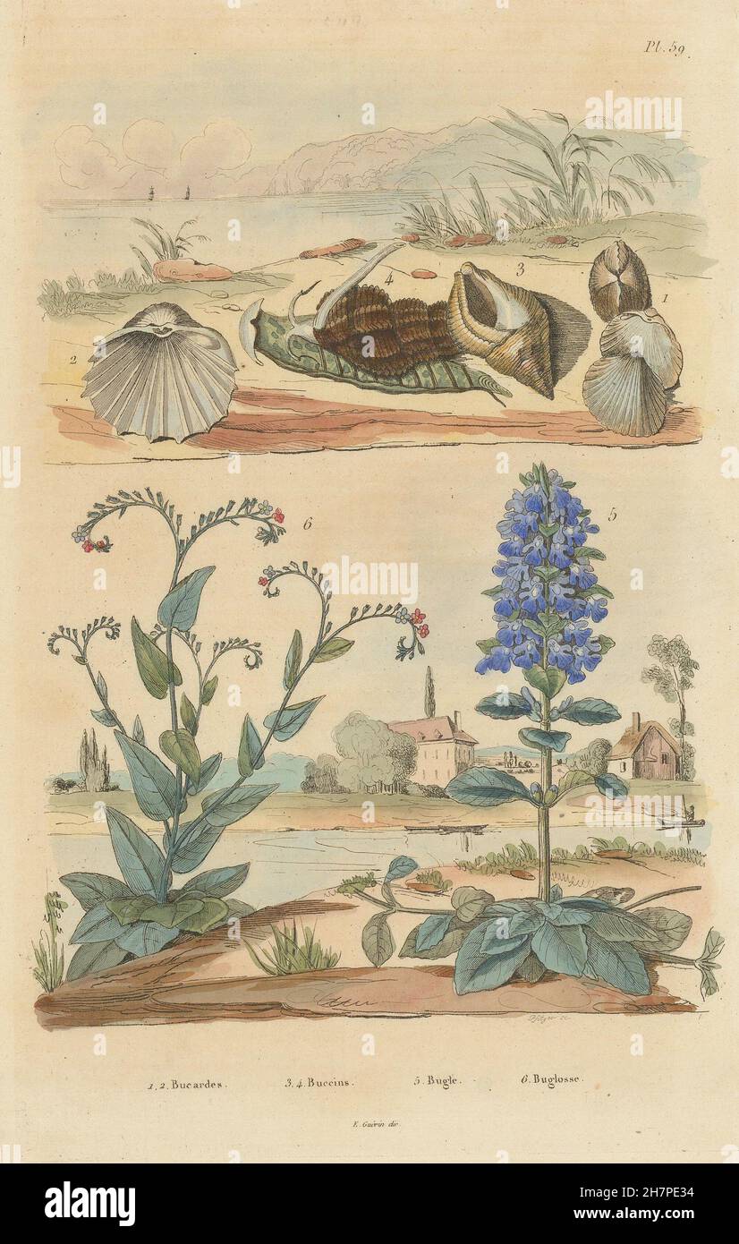 Bucardes (Herzmuscheln). Buccins (Wellhornschnecken). Signalhorn (Ajuga). Buglosse (Alkanet), 1833 Stockfoto