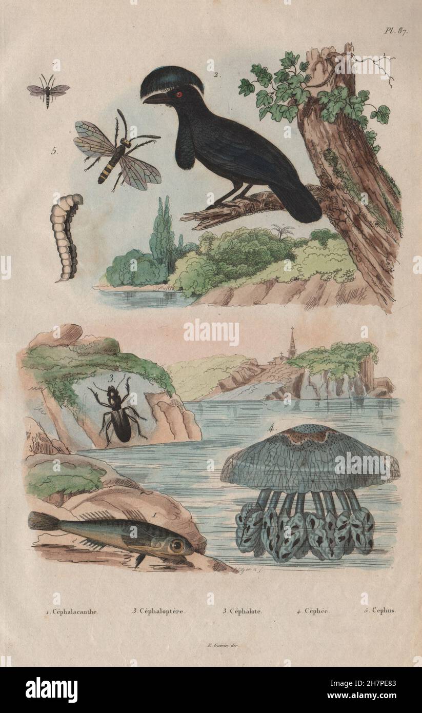 Knurrhahn. Umbrellabird. Broscus Cephalotes. Cepheus-Quallen. Cephus, 1833 Stockfoto