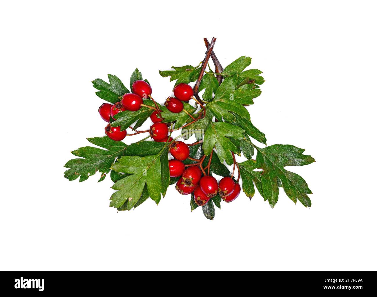Weißdorn oder Weißdorn oder Crataegus monogyna Beeren isoliert auf weißem HintergrundRote Frucht von Crataegus monogyna, bekannt als Weißdorn oder Single-See Stockfoto