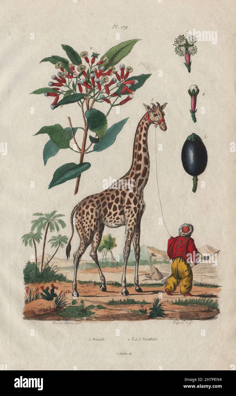 Giraffe (Girafe). Giroflier (Nelken), antique print 1833 Stockfoto