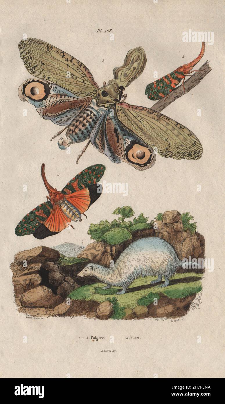 Tiere: Fulgora Laternaria (Lantern Fly). Planthopper. Furet (Frettchen), 1833 Stockfoto