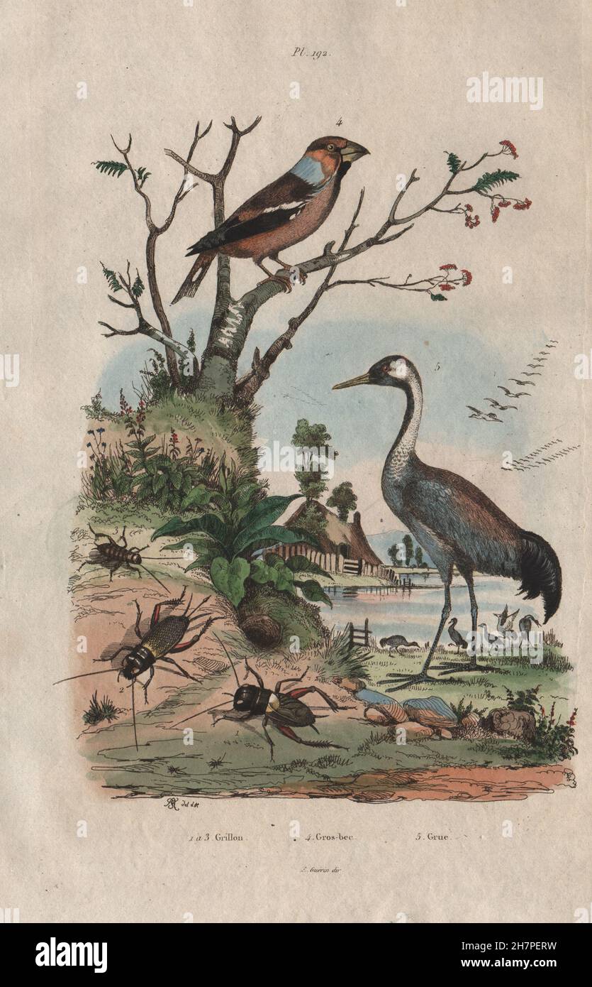 Insekten: Grillon (Cricket). Gros Bec (Kernbeißer). Grue (Kran), alten Drucken 1833 Stockfoto