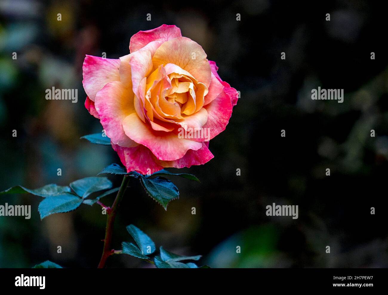 Der Winter stieg in einer ländlichen Umgebung Stockfoto