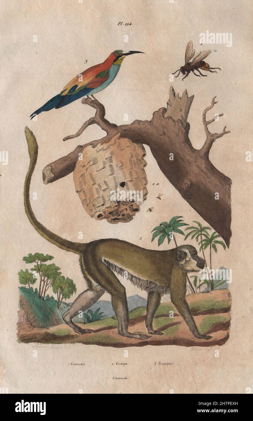 Tiere: Guenon. Guèpe (Wespe). Guépier (Bee Eater). Primas, alten Drucken 1833 Stockfoto