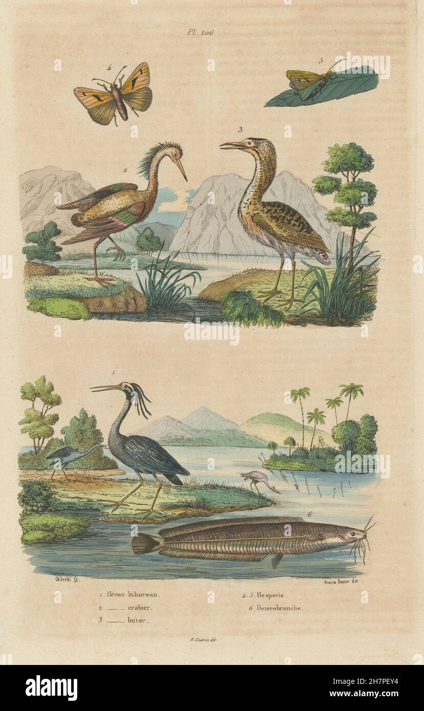 Gelb-gekrönter Nacht & Squacco Herons. Eurasische Rohrdommel. Afrikanischer Welse, 1833 Stockfoto