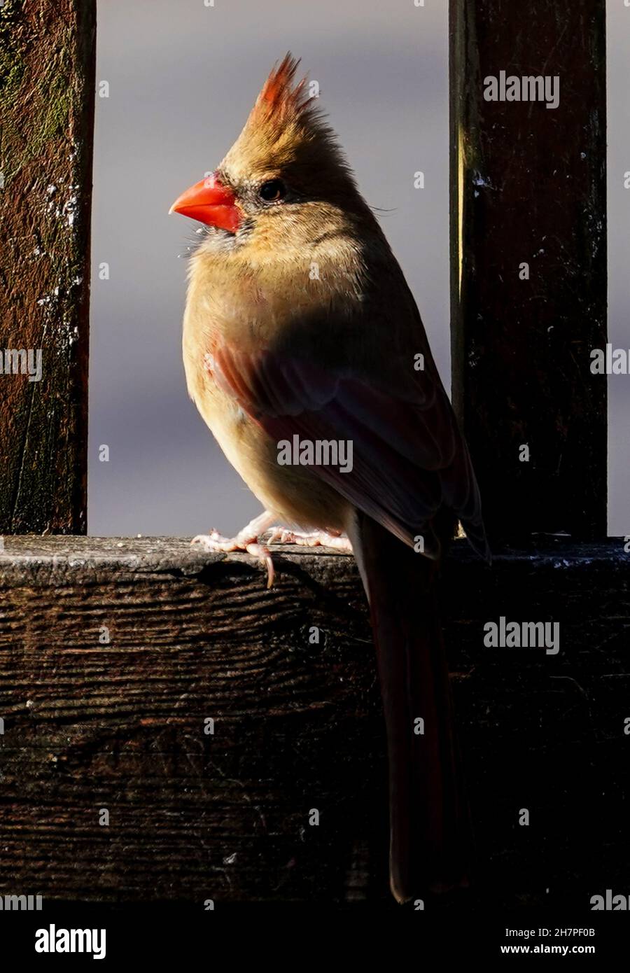 Weiblicher Nordkardinist auf dem Dach eines Vogelhauses Stockfoto