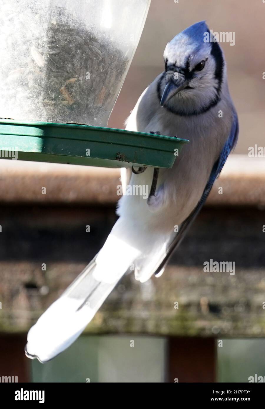 Bluejay am Rande eines Vogelfutterhäuschen Stockfoto