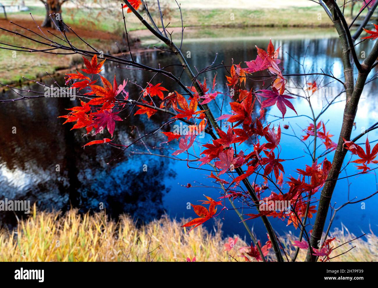 Herbstfarben um einen Park Teich Stockfoto