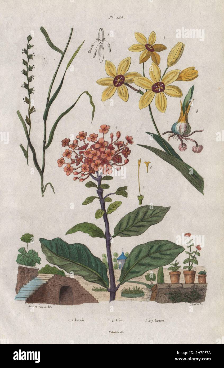Pflanzen: Ivraie (Unkraut). Ixia. IXORA, antiken print 1833 Stockfoto