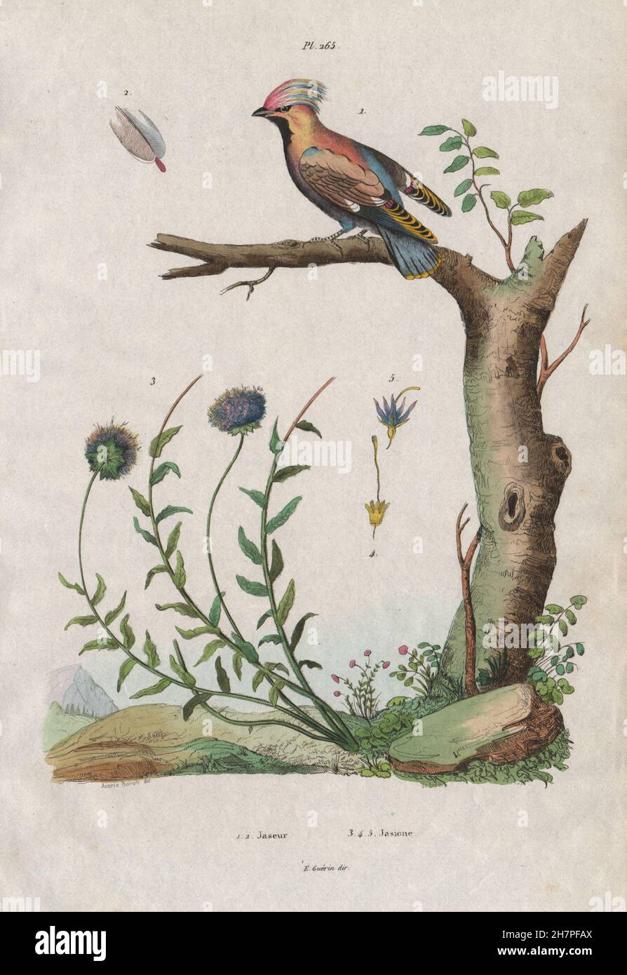 Vögel/Pflanzen: Jaseur (Seidenschwanz). JASIONE, antiken print 1833 Stockfoto