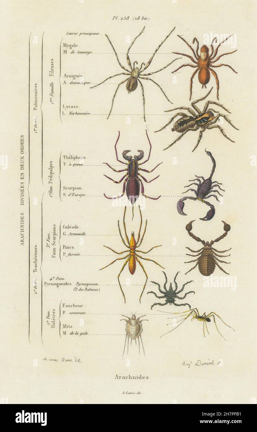 Spinnen: Arachnides (Spinnentiere). 2 Aufträge. Klassifizierung. Klassen drucken 1833 Stockfoto