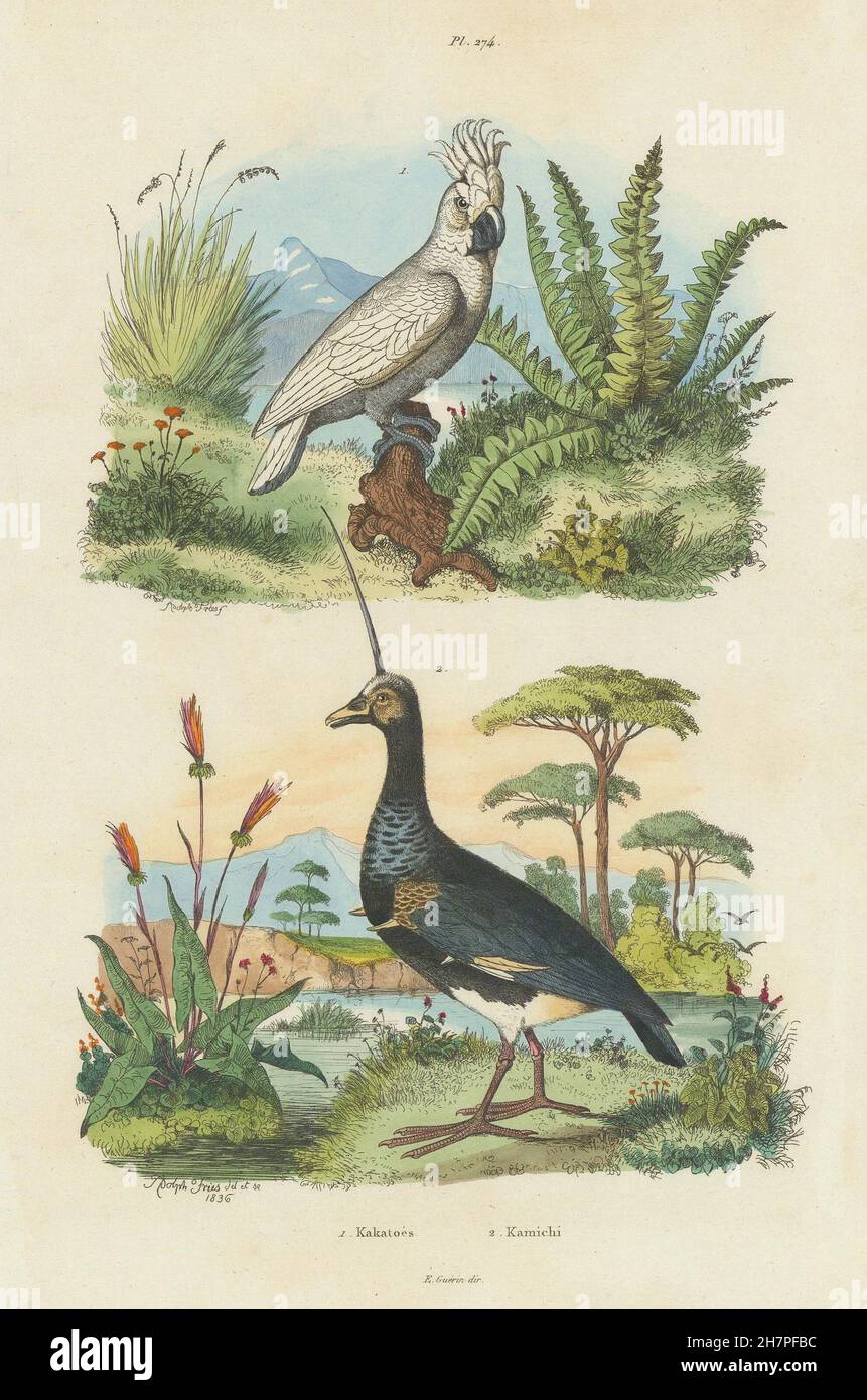 Kakatoes (weiße crested Cockatoo). Kamichi (südliche Screamer); Kopf Spike, 1833 Stockfoto