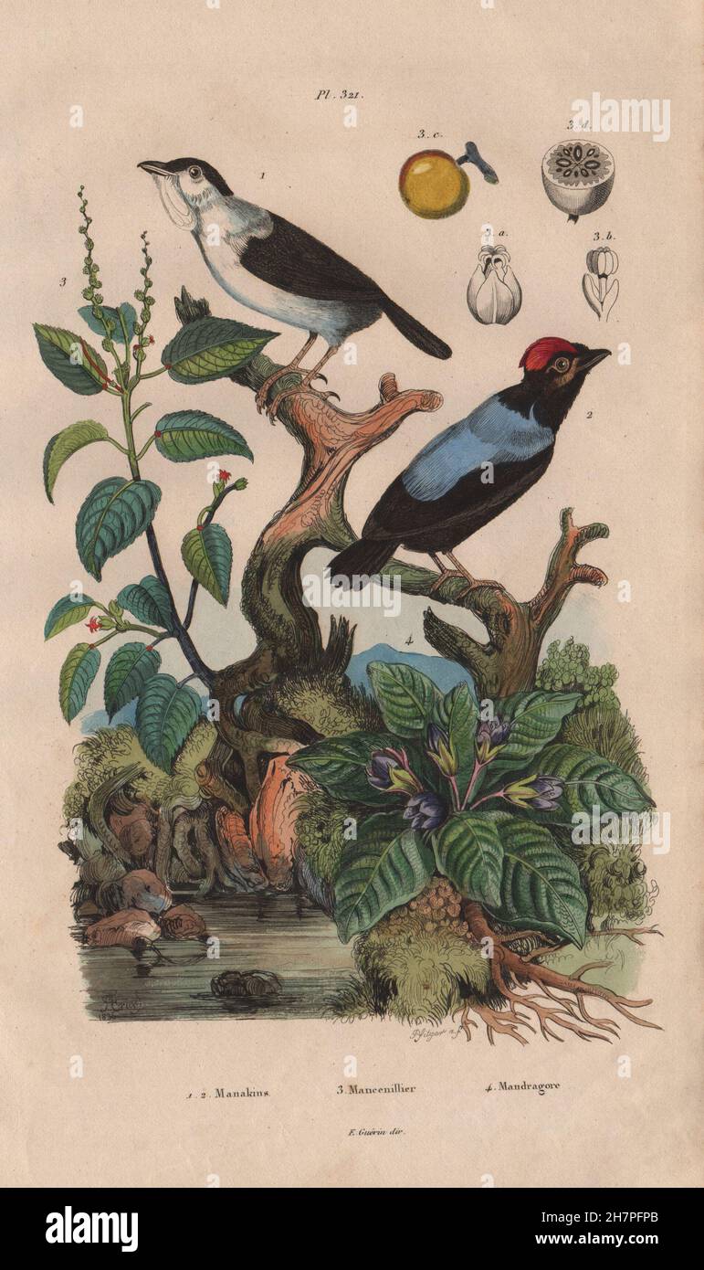White-bärtige & blau-backed Pipras. Manchinelbaum Baum. Mandragora/Mandrake, 1833 Stockfoto