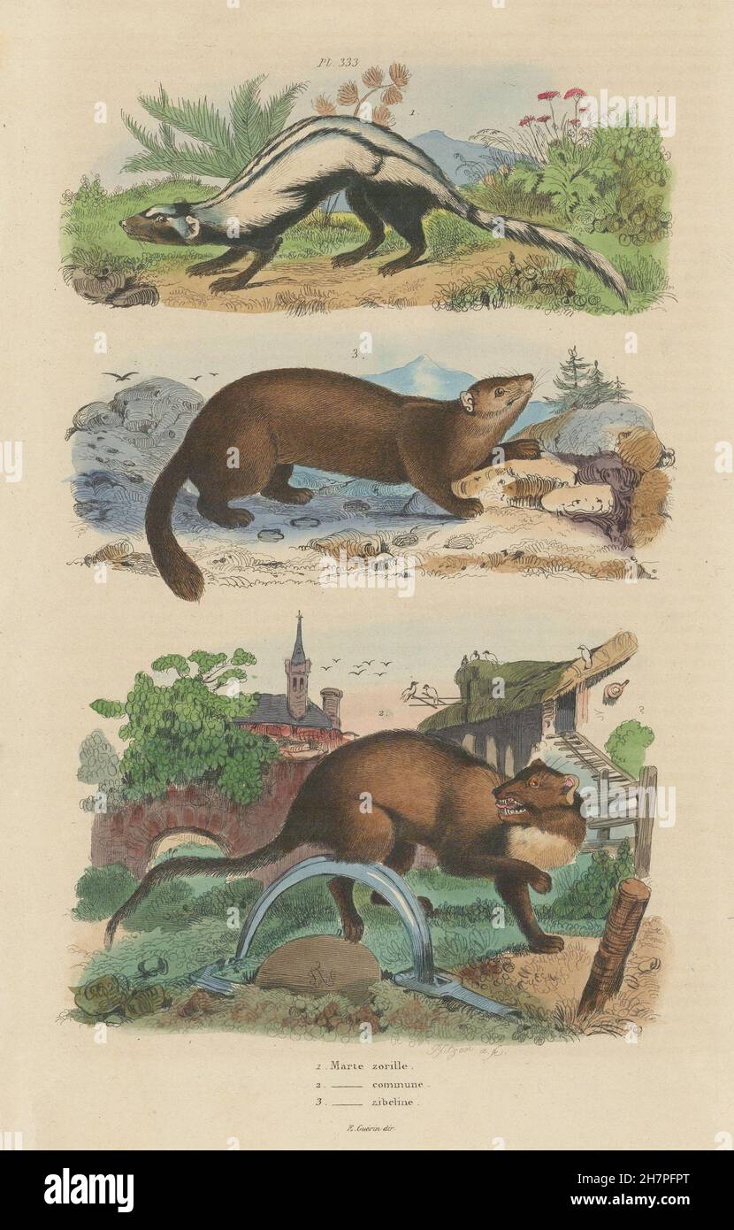 MARDERN: Zorilla (gestreifte Iltis). CMN Marten. Martes Zibellina (Sable), 1833 Stockfoto