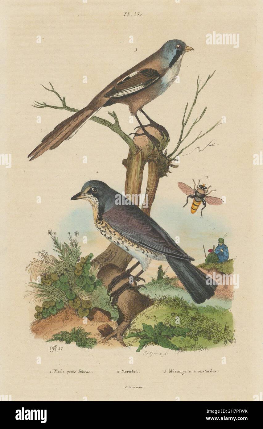 Drossel Litorne (Krammetsvogel). Merodon Hoverfly. Mésange (bärtigen Reedling), 1833 Stockfoto