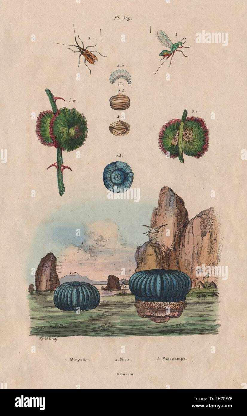 Blaue Minyade (Minyas Caerulea). Miridae Fehler. Misocampe (Torymus Philippii), 1833 Stockfoto