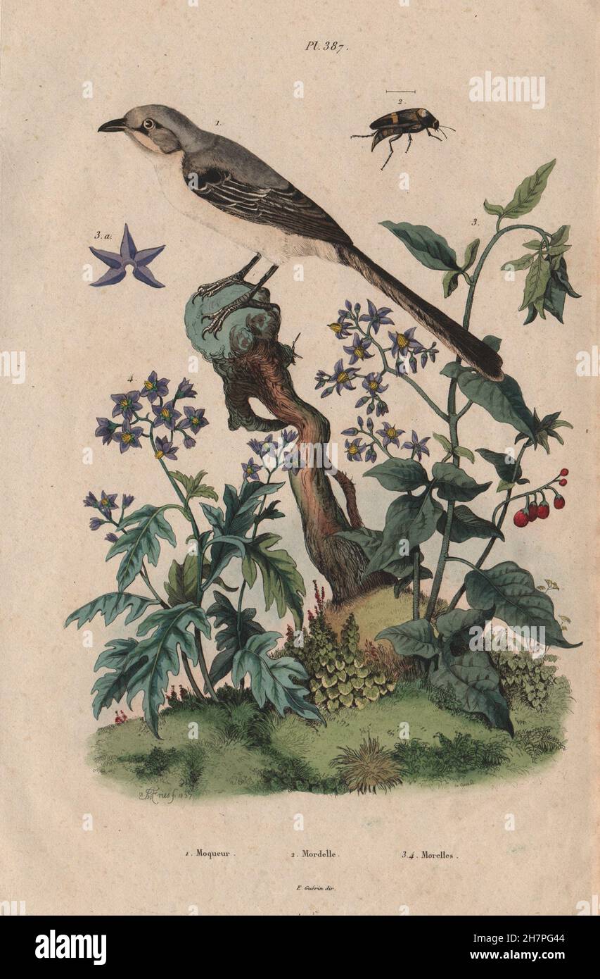 Spottdrossel. Mordellidae (Tumbling Blume Käfer). Woody Nightshade, 1833 Stockfoto