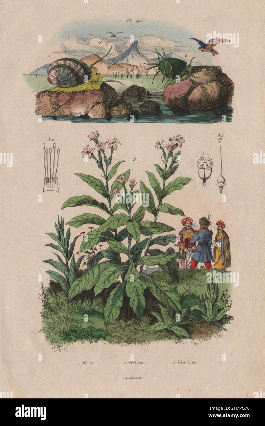 Neritina Süßwasserschnecken. Nicotiana (Tabakpflanze), antique print 1833 Stockfoto