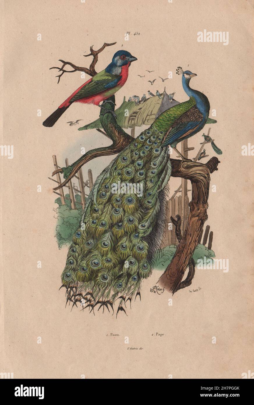 Vögel: Paon (Pfau). Pape (Painted Bunting), antique print 1833 Stockfoto