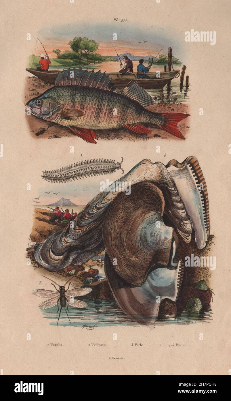 Perche (Barsch). Péripate (Stummelfüßer). Steinfliegenmuster. Perna (braune Muschel), 1833 Stockfoto