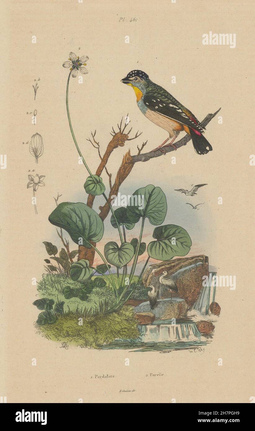 Blumen/Vögel: Tasmanpanthervogel (Peep-Wren). Parelle (Curly Dock), antique print 1833 Stockfoto