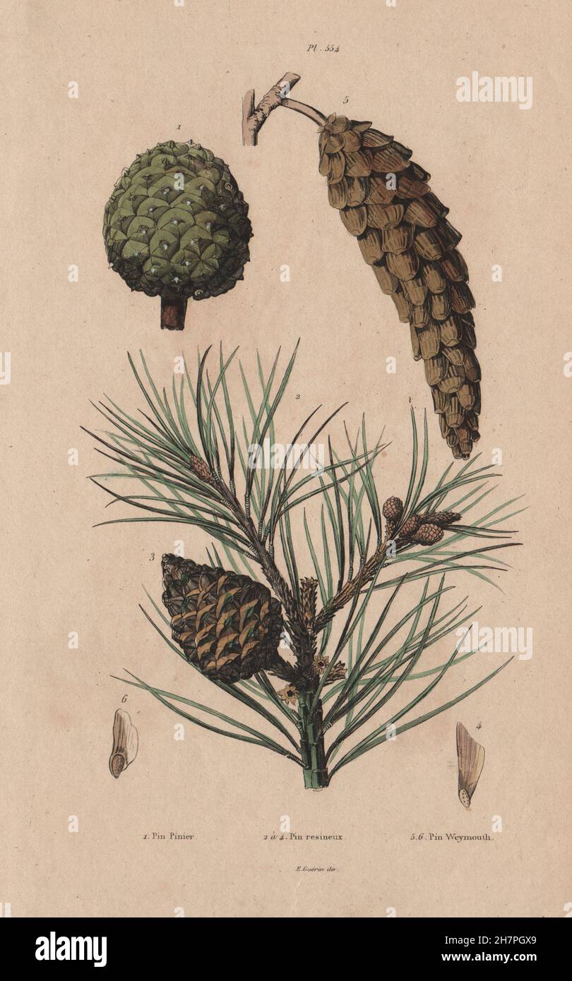 Baum TANNENZAPFEN Pinus Pinea/Resinosa/Strobus (italienische Stein/rot/weiß Kiefer) 1833 Stockfoto