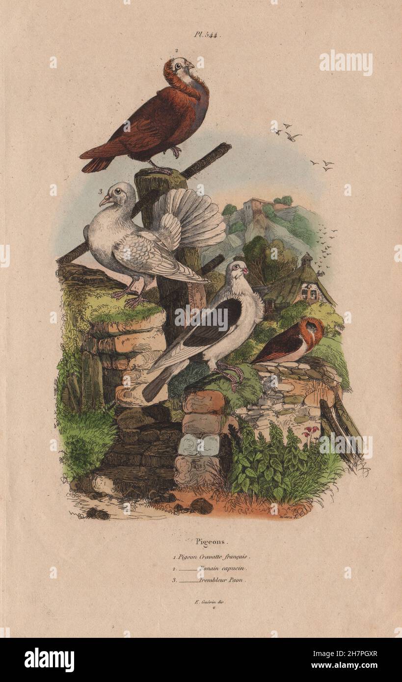 Tauben. Cravatte Français. Ehemaliges Nonain. Trembleur Paon (Fantail), 1833 Stockfoto
