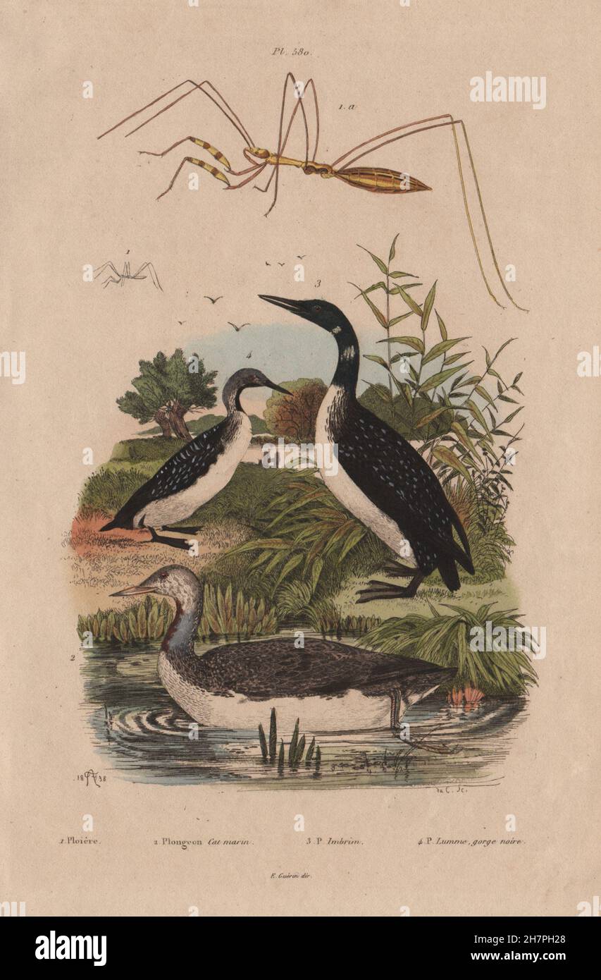 Thread-beinigen Fehler. Red-throated, großen nördlichen & Black-throated Seetaucher, 1833 Stockfoto