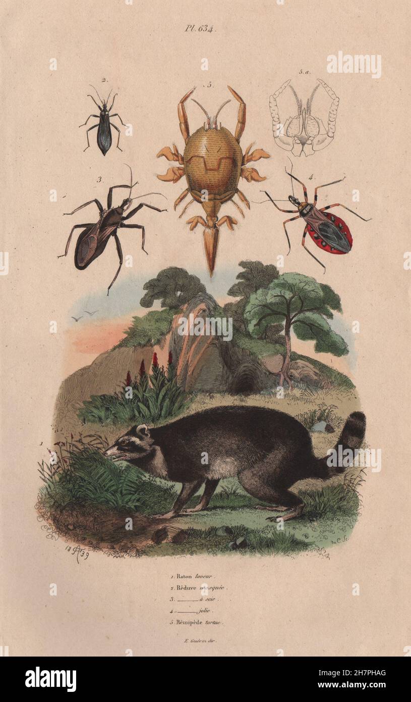 Waschbär. Reduviidae. Maskierter Jäger Assassin Bug. Assassin-Bug sah. Remipedia 1833 Stockfoto