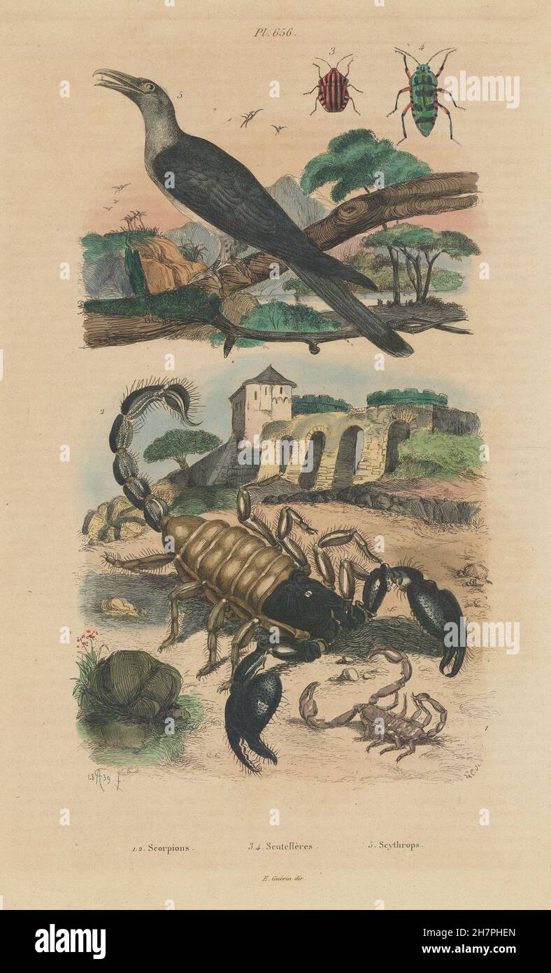 Scorpions.Graphosoma (gestreifte Schild-Fehler). Scythrops (Kanal-billed Kuckuck) 1833 Stockfoto