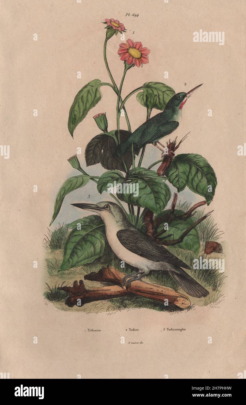 Tithonia. Todier (jamaikanische Tody). Todiramphus Kingfisher, antique print 1833 Stockfoto