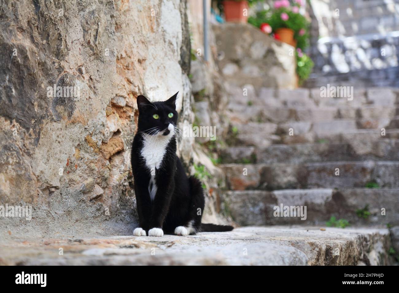 Dubrovnik, Kroatien. City Cat in der mittelalterlichen Altstadt von Dubrovnik. Hübsche schwarze Katze mit grünen Augen mit weißen Socken und Krawatte. Stockfoto
