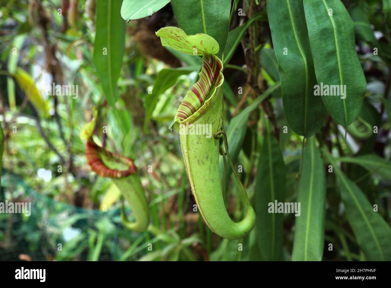 Affenbecherpflanze der Familie Nephentes (tropische Krug-Pflanze) in einem botanischen Garten. Fleischfressende Pflanzenarten. Stockfoto