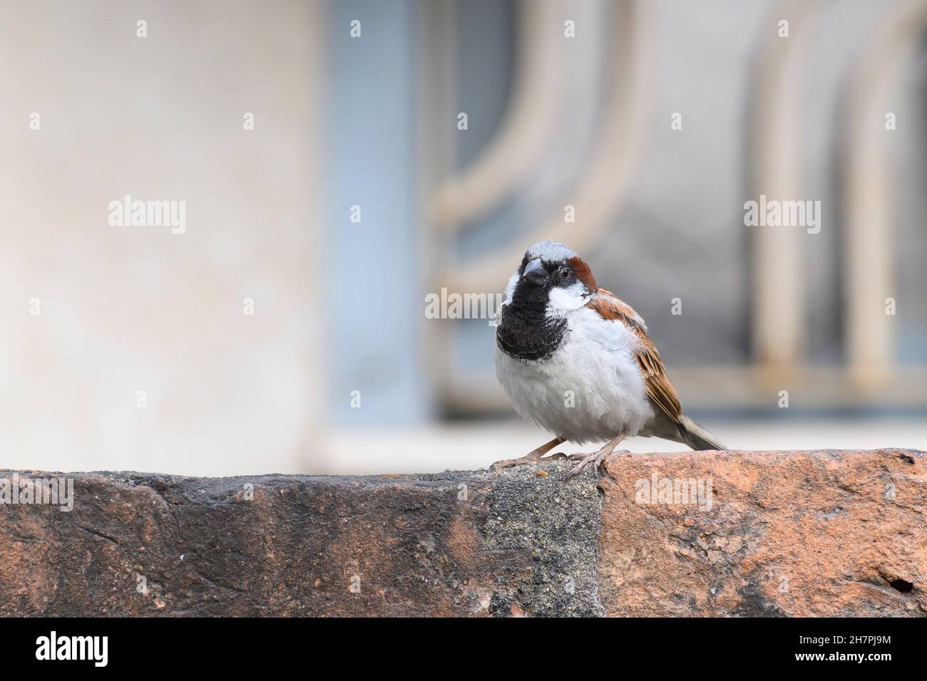 Sitzender männlicher Haussperling, Passer domesticus, ein Vogel der Sperlinge der Familie Passeridae, der oft in indischen Häusern vorkommt. Stockfoto
