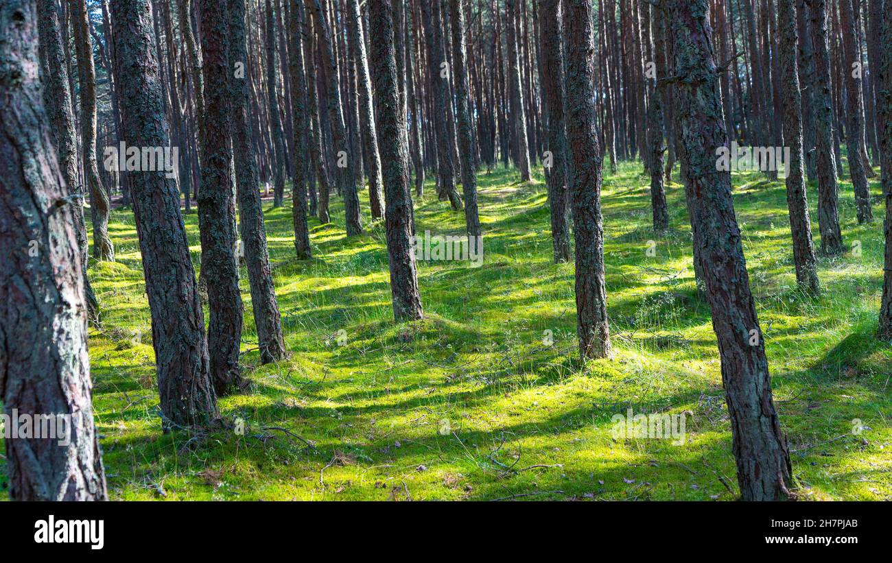 Fabelhafter tanzender Wald auf grünem Moos, beleuchtet von Sonnenstrahlen auf der Kurischen Nehrung, Kaliningrad, Russland. Stämme von Kiefern bedeckt w Stockfoto