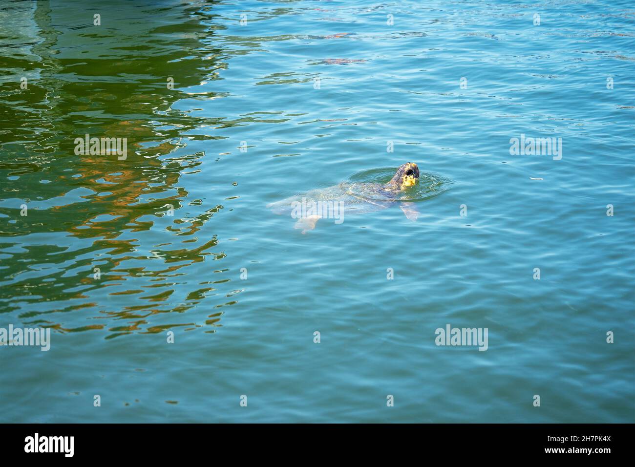 Karettschildkröte, Caretta Caretta im Fluss Dalyan, Mittelmeer, Türkei, in der Provinz Mugla, zwischen den Bezirken Marmaris und FET gelegen Stockfoto
