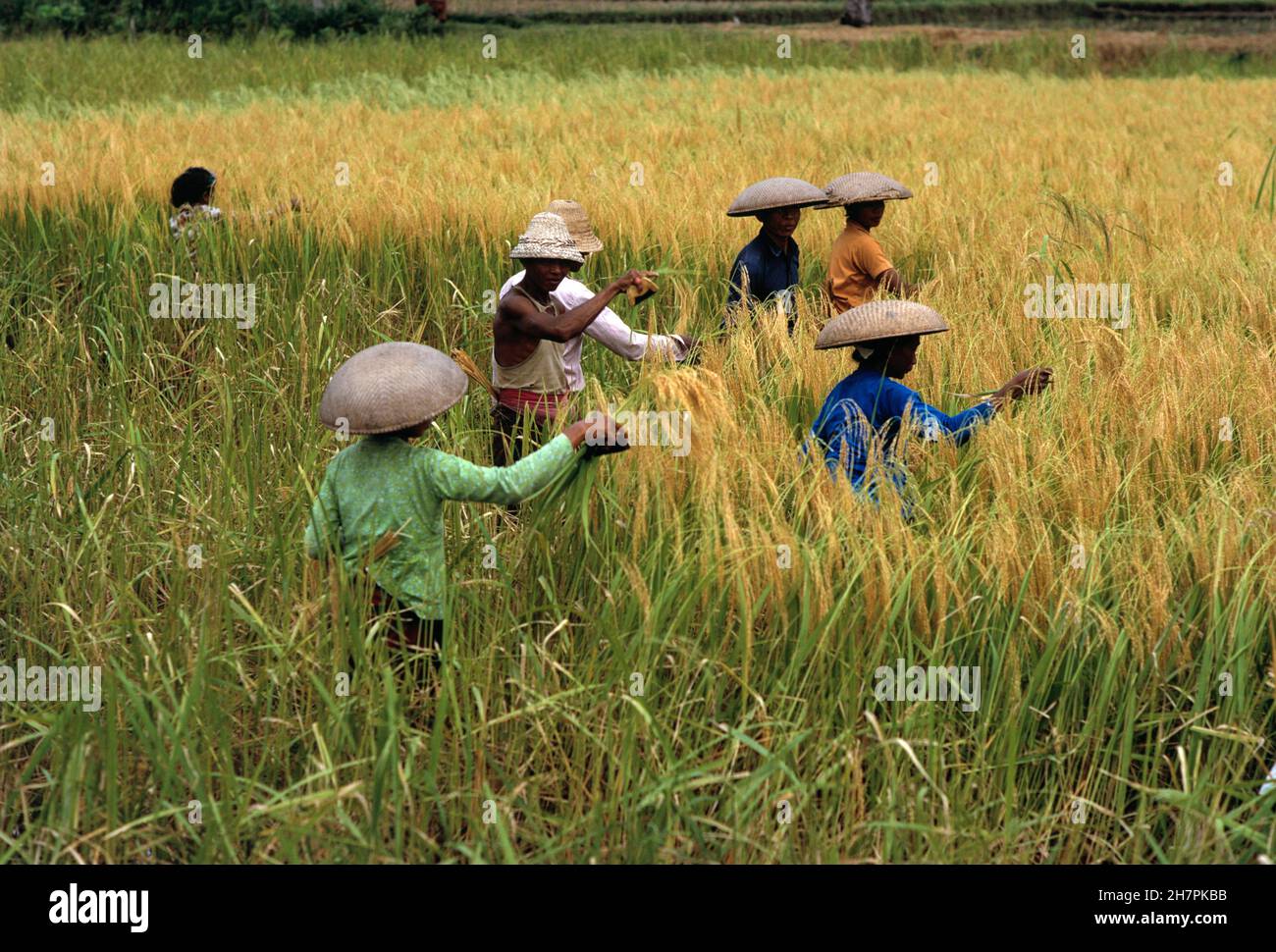 Indonesien. Kleinere Sunda-Inseln. Bali. Arbeiter ernten Reis. Stockfoto