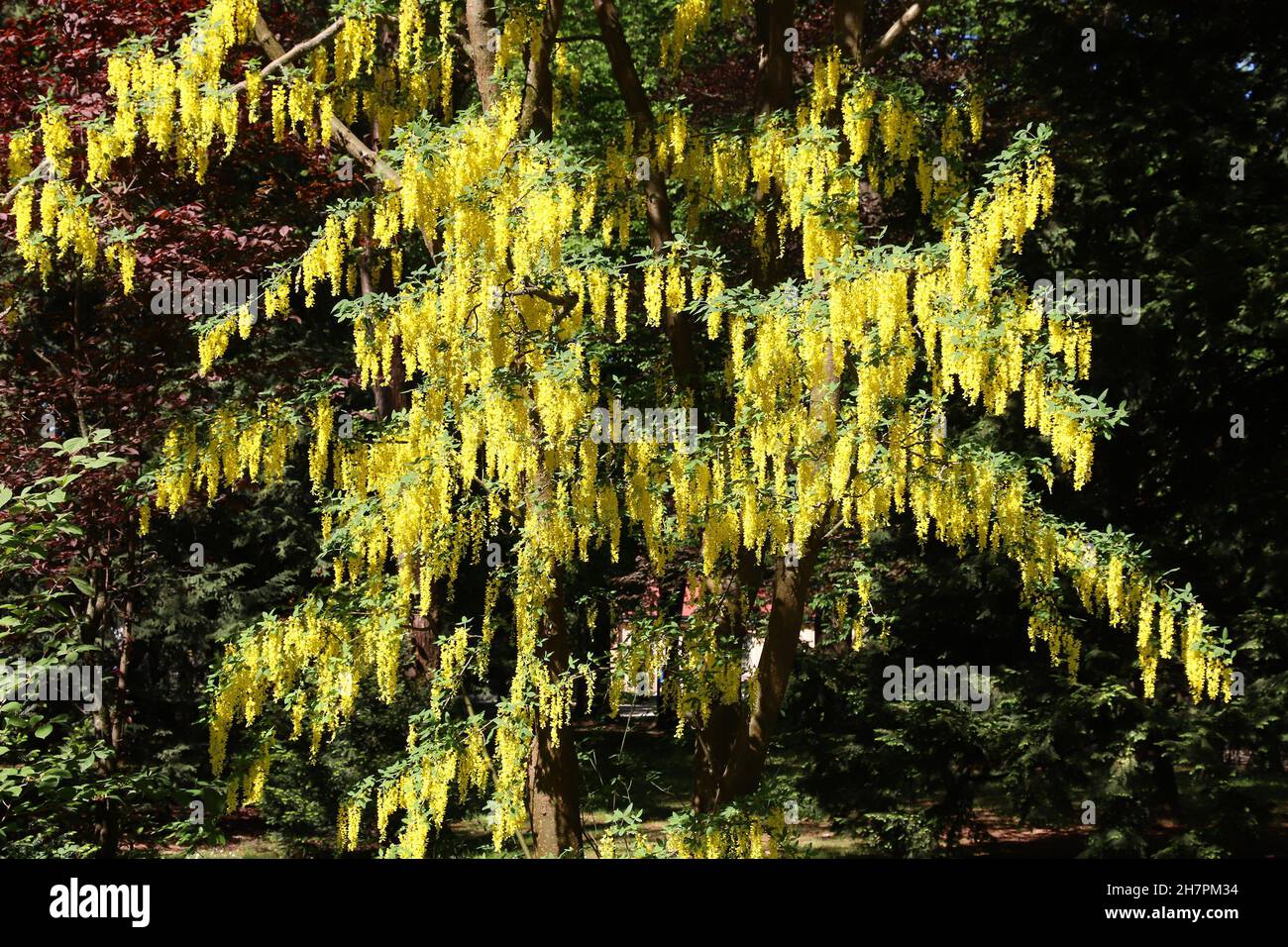 Golden Chain Tree - Laburnum. Baumarten in Europa. Laburnum blühen im späten Frühjahr in Deutschland. Stockfoto