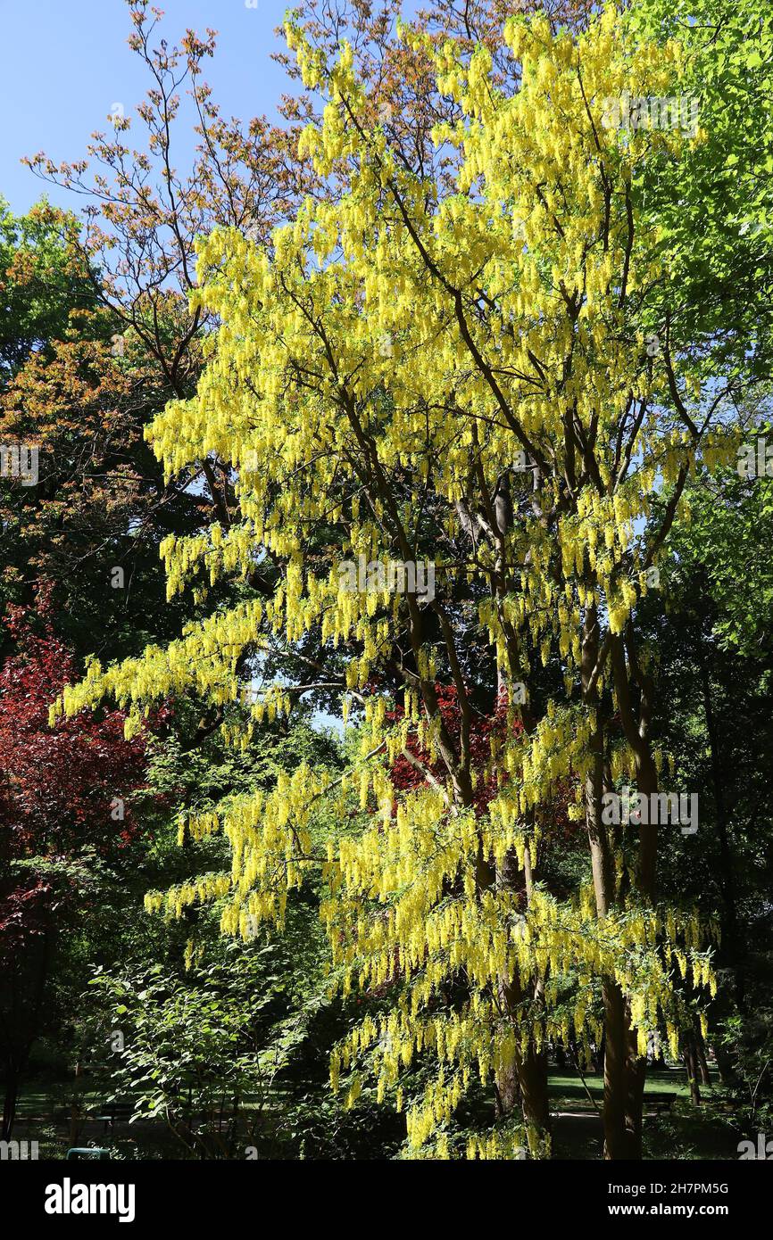 Golden Chain Tree - Laburnum. Baumarten in Europa. Laburnum blühen im späten Frühjahr in Deutschland. Stockfoto