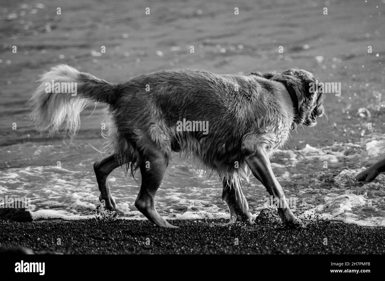 Graustufenaufnahme eines Golden Retriever Hundes am Meer Stockfoto
